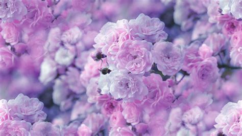 Pastel Flower Wallpapers - Top Free Pastel Flower Backgrounds ...