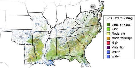 Southern Pine Beetles - Acadian Tree