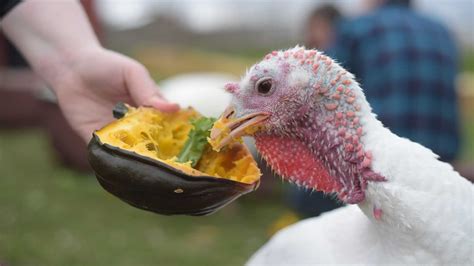 Adopt A Turkey - Farm Sanctuary