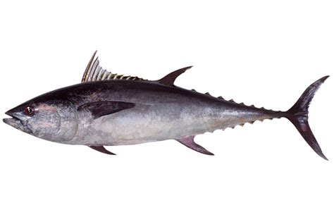 Thunnus tonggol