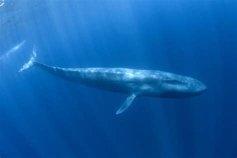 Pygmy blue whales discovered by their singing - 2SER