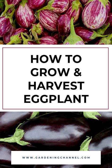 Growing Eggplants from Seedlings to Harvest | Growing eggplant ...