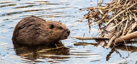 OSU Study: Fed Land Management Changes Would Save Habitat - The ...