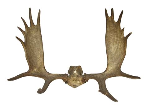 Large Moose Antlers | Olde Good Things