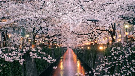 How to See Japan's Cherry Blossoms in 2019 | Condé Nast Traveler