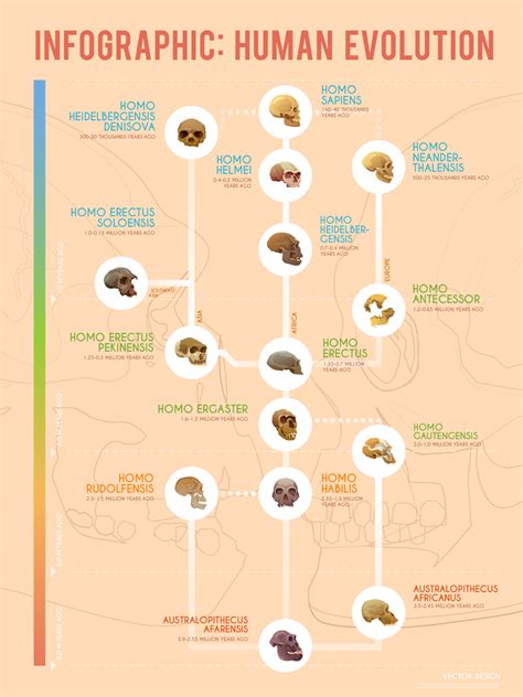 Human Evolution: A Timeline of Early Hominids [Infographic] - Earth How