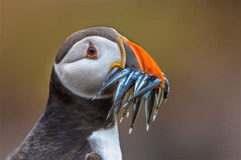 What's the Difference Between a Penguin and a Puffin? - American Oceans