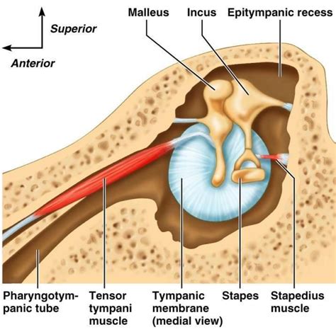 Head and Neck Anatomy: Ear Ossicles & Muscles of Middle ear