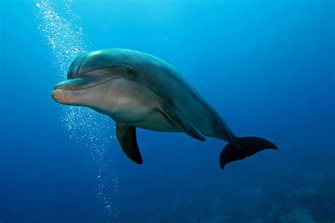 Is a Bottlenose Dolphin a Carnivore, Herbivore, or Omnivore? - American ...