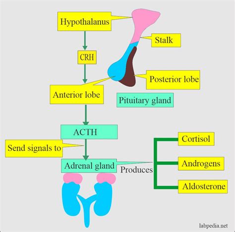 ACTH (Adrenocorticotropic Hormone), Cushing’s Syndrome – Labpedia.net