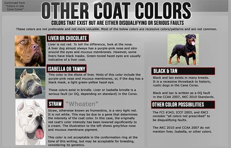 Cane Corso Colors