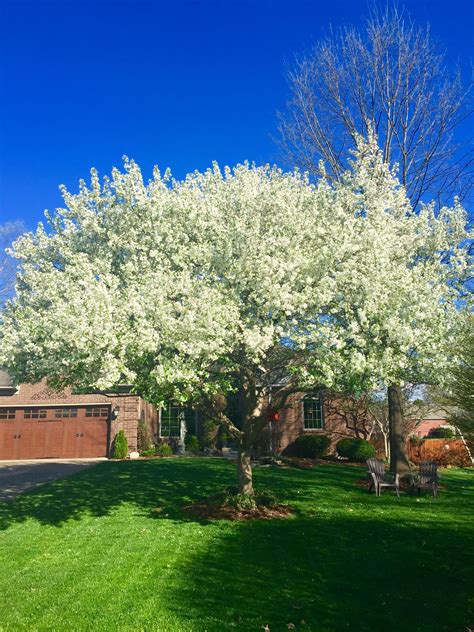 How To Plant A Flowering Crabapple Tree