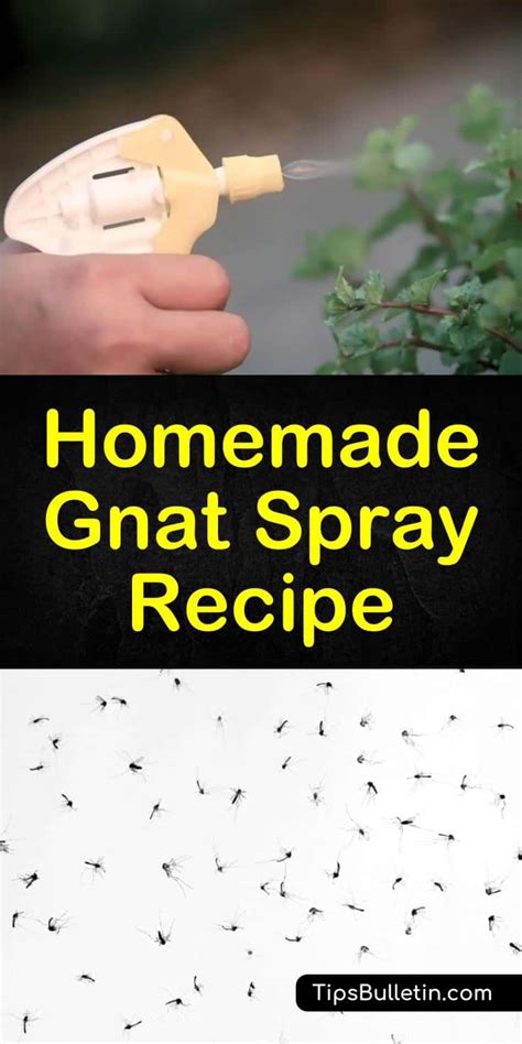 Homemade Gnat Spray - What Can I Spray to Get Rid of Gnats?