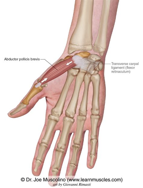 Abductor Pollicis Brevis - Learn Muscles