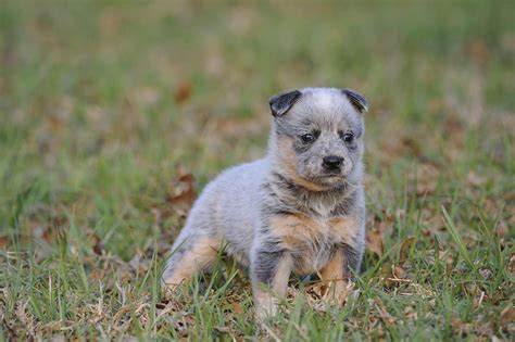 Adorable Blue Heeler puppy. : aww