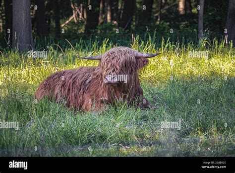 Scottish highland cattle Stock Photo - Alamy