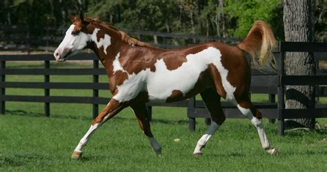 American Paint Horse Breed Info & Facts