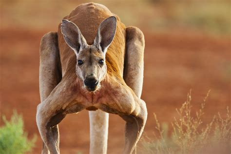 The meaning and symbolism of the word - «Kangaroo»