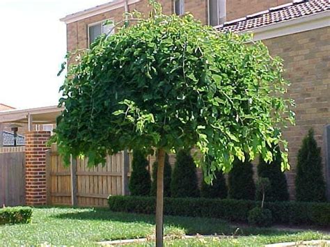 Weeping Mulberry Tree - Hello Hello Plants & Garden Supplies