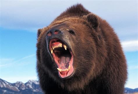 Discover the Largest Bear Ever Caught in Alaska