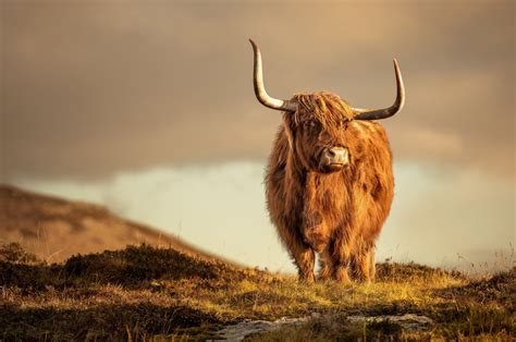 Download Cow Animal Highland Cattle HD Wallpaper