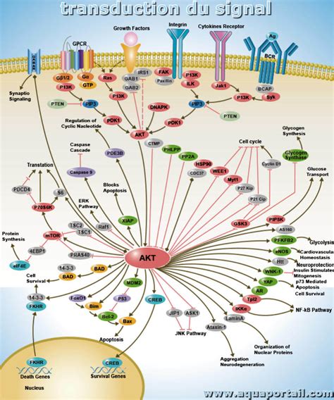 Transduction du signal : définition et explications