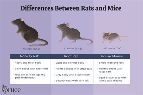 Roof Rat Vs House Mouse