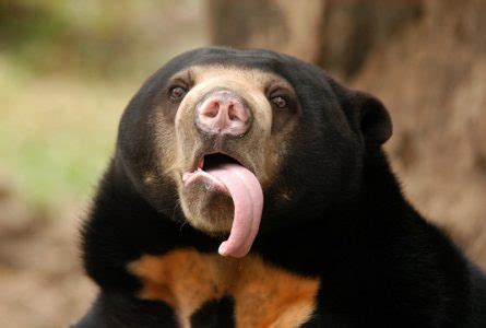 Amazing Facts about Sun Bears | OneKindPlanet Animal Education