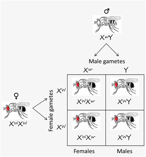 Download Fruit Fly Eye Reciprocal Cross - Drosophila Eye Color Punnett ...