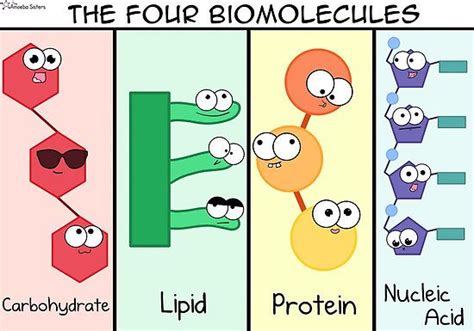 Four Biomolecules classroom poster - by The Amoeba Sisters #science # ...