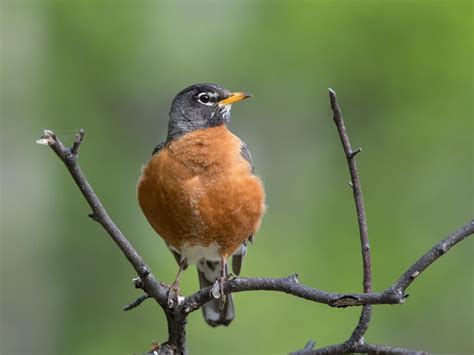 American Robin Nesting (All You Need To Know) | Birdfact