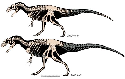 Allosaurus Skeleton