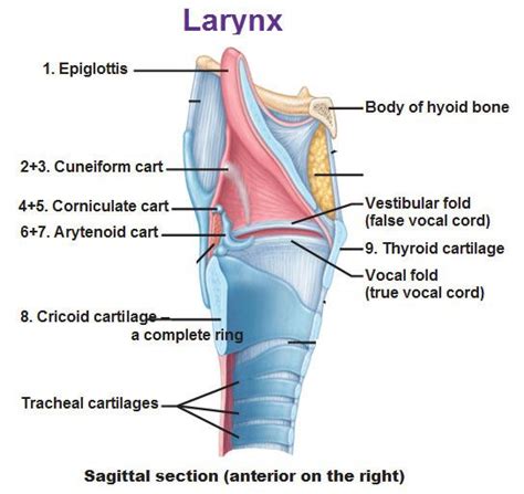 larynx, cuneiform, corniculate, arytenoid, cricoid, vestibular fold ...