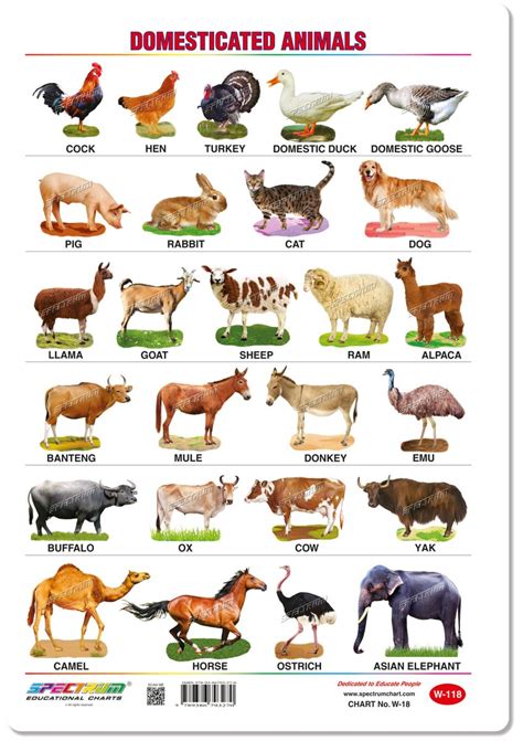 Pet Animals Chart | ubicaciondepersonas.cdmx.gob.mx