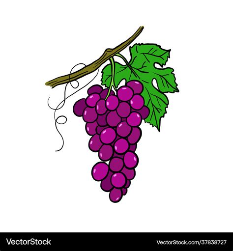 Drawing grapes Royalty Free Vector Image - VectorStock