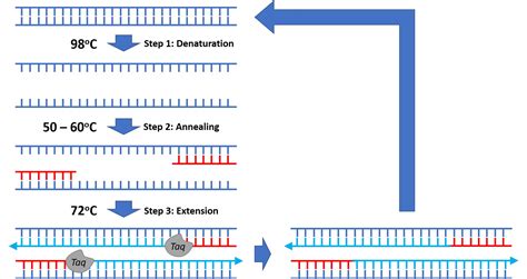 Steps and procedure of polymerase chain reaction (PCR) - Overall Science