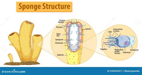 Choanocytes Cartoons, Illustrations & Vector Stock Images - 23 Pictures ...