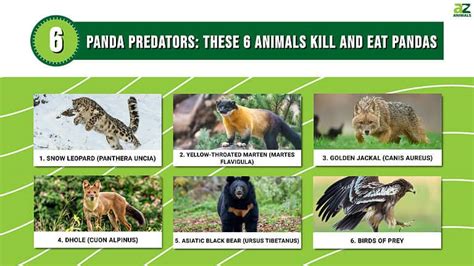 Panda Predators: These 6 Animals Kill and Eat Pandas - A-Z Animals