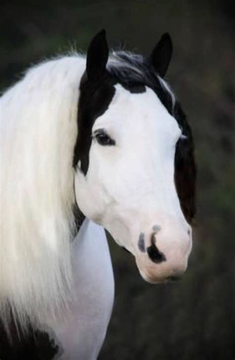 Pin de Paula Mora em Animales | Zebras, Cavalos raros, Cavalos bonitos