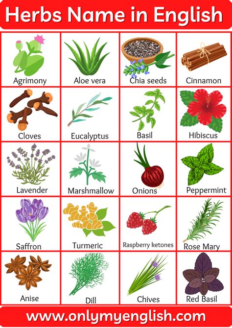 30+ Herbs Name in English | Herbs Plants Name