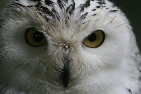 Snowy Owl - New England