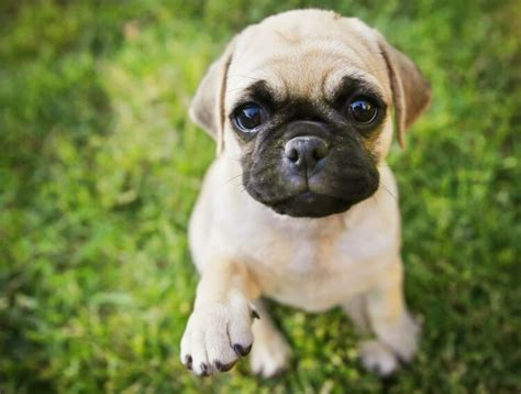 All You Need To Know About Pug Chihuahua Mix - The Pet Town