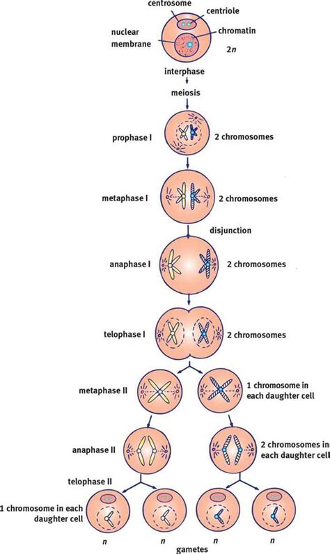 the diagram shows different types of cell membranes and their functions ...