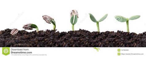 Sunflower seed germination different stages | Seed germination ...