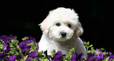 29+ Bichon Frise Toy Poodle Mix Image - Bleumoonproductions