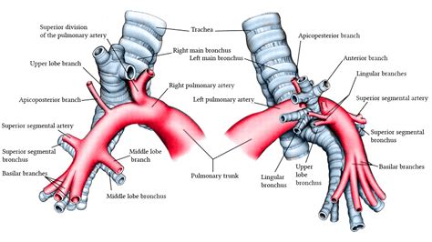 Anatomy of the pulmonary and bronchial circulation | Deranged Physiology