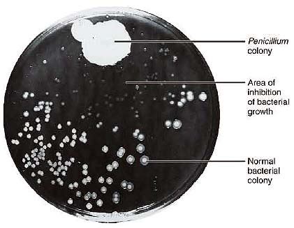 Penicillin - discovery ~ MAURIVET