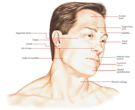 Nasolabial Sulcus/Folds – Earth's Lab