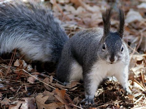 Can You Keep a Squirrel as a Pet? 8 Things You Need to Know | Pet Keen