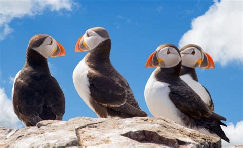 Puffins Free Stock Photo - Public Domain Pictures